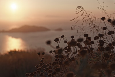 白天海边的花